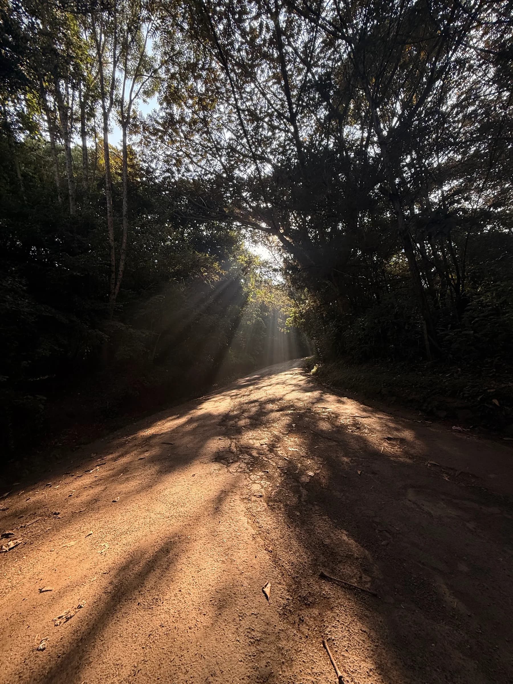 Indigenous forest light in Tigoni