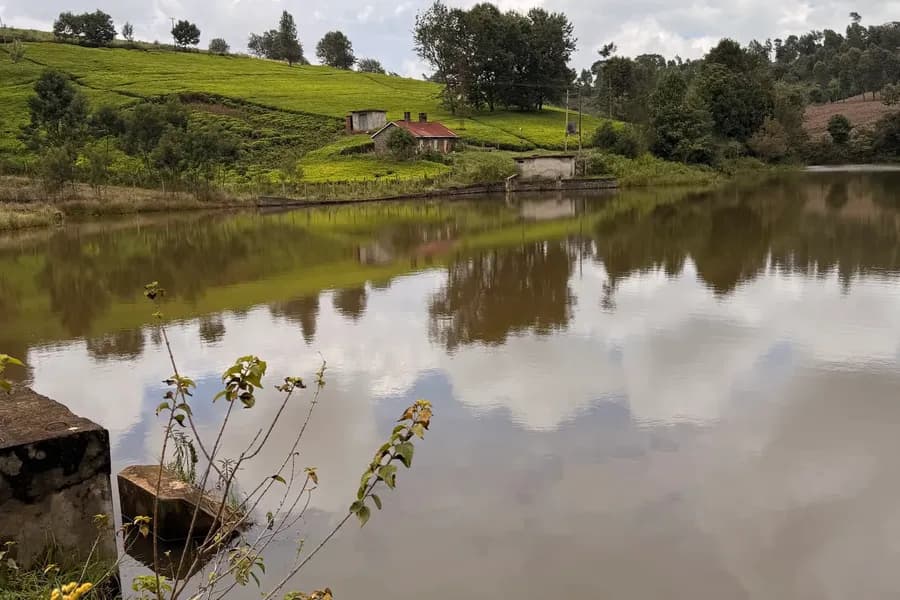 Kawamwaki Farm - Tigoni